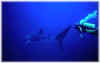 Whale.jpg (4684 bytes)