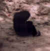 abe.jpg (11285 bytes)